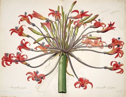 雷杜德原版高清花草唯美手绘花卉图谱