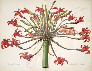 雷杜德原版高清花草唯美手绘花卉图谱