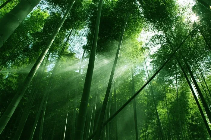 唯美竹子竹林风景图片