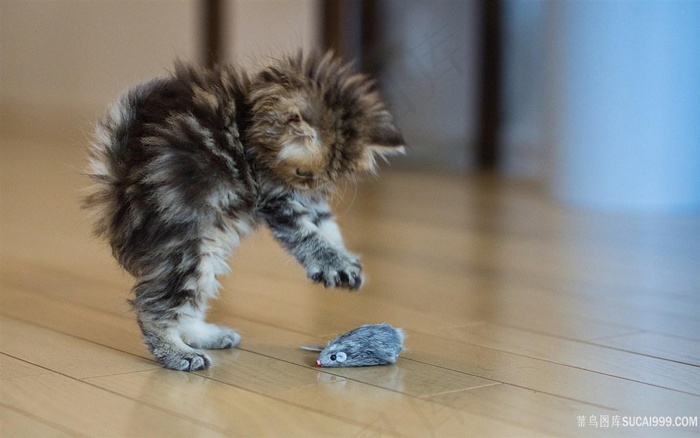 地板老鼠猫咪壁纸
