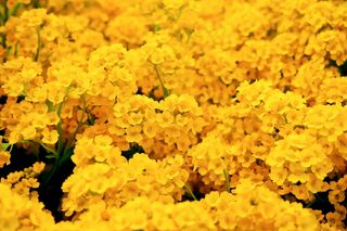 黄色花团图片