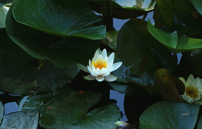 掩映在绿叶中的睡莲高清大图