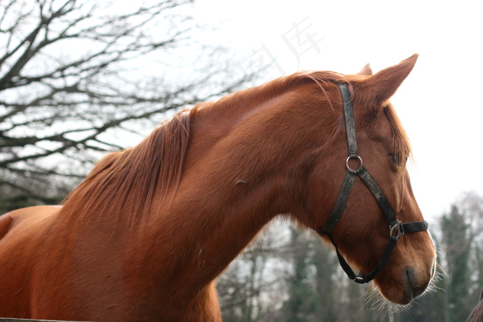 棕色跑马高清图片