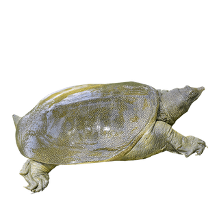 甲鱼 (2)海鲜超市商品红酒白底图免抠实物摄影png格式图片透明底