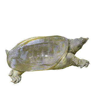 甲鱼 (2)海鲜超市商品红酒白底图免抠实物摄影png格式图片透明底