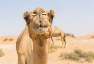 沙漠中的骆驼动物高清素材