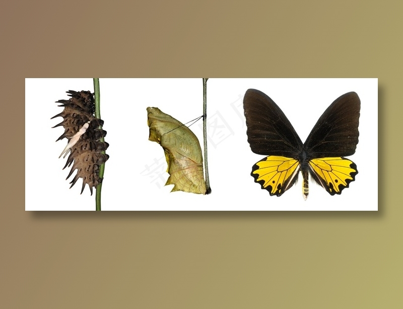 美丽昆虫蝴蝶图