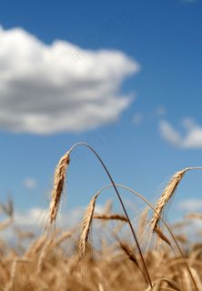 野外草地图片下载