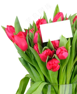 高清郁金香图片下载