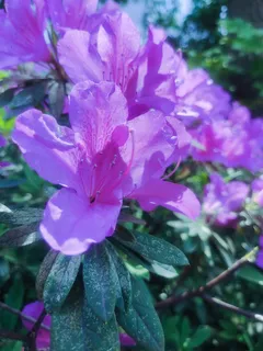 杜鹃花、紫色 杜鹃花、紫色