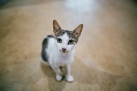 可爱猫咪猫猫摄影素材