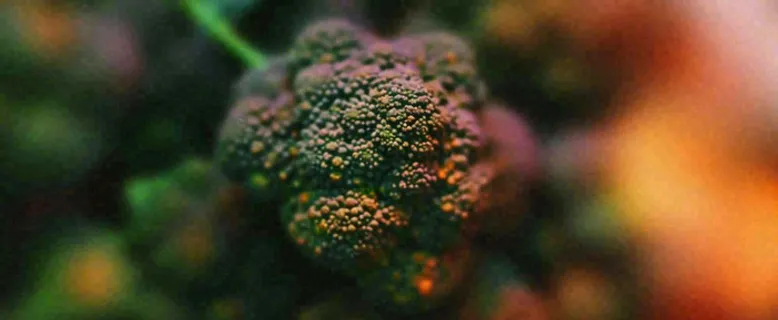 蔬菜西兰花西红柿番茄摄影摄影图 蔬菜西兰花西红柿番茄摄影摄影图