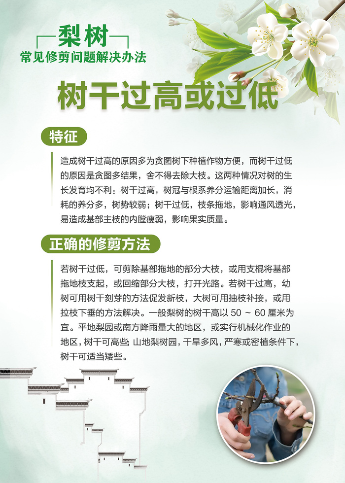 梨树常见修剪问题解决办法科普知识海报