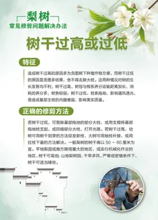 梨树常见修剪问题解决办法科普知识海报