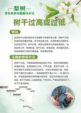 梨树常见修剪问题解决办法科普知识海报