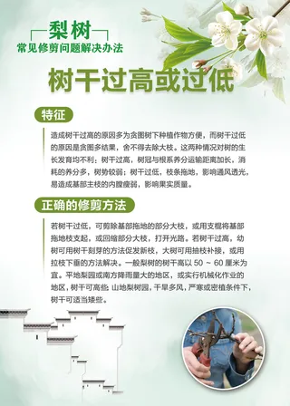 梨树常见修剪问题解决办法科普知识海报