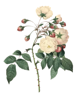 复古手绘植物花卉插画 免抠