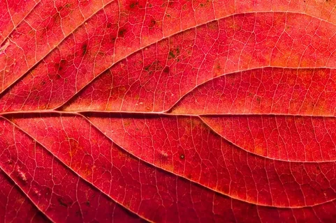 树叶经脉特写背景高清图片