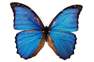 蝴蝶 彩蝶 花蝴蝶 动物 昆虫 免抠 (8)