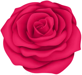 玫瑰 红色 红玫瑰 玫瑰花 花朵 鲜花特写 免抠 花束