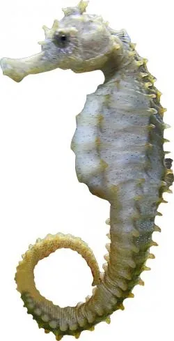 海马 PNG免抠(250x489)