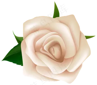 玫瑰 白色 白玫瑰 玫瑰花 花朵 鲜花特写 免抠