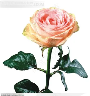 玫瑰花束-一支漂亮的粉色玫瑰