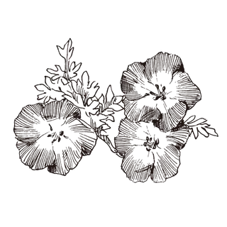 线条草本花卉手绘植物-蝴蝶花