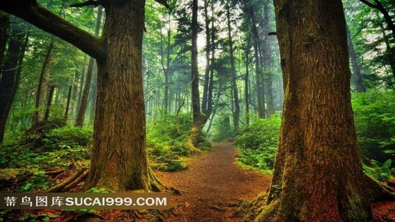 绿色的树林和植物