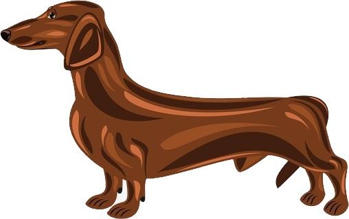 腊肠犬 PNG免抠(508x319)