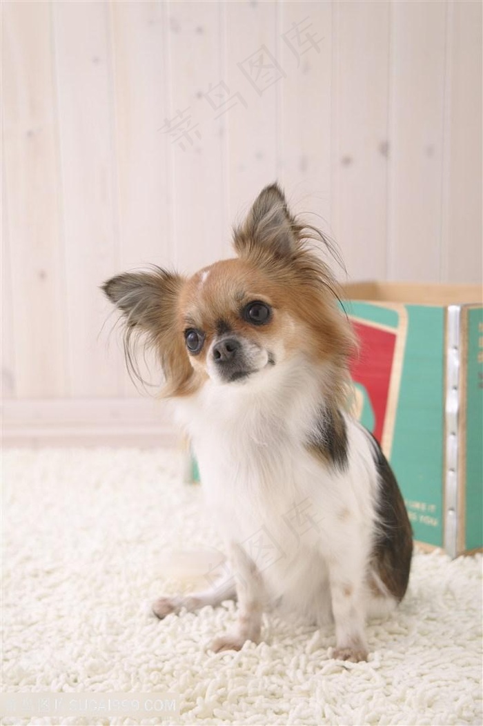 地毯式歪头的蝴蝶犬狗狗图片