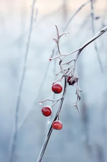 果实冰天枝叶背景