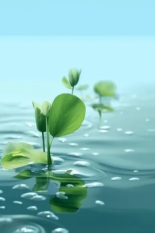 荷叶节气水滴宁静背景图