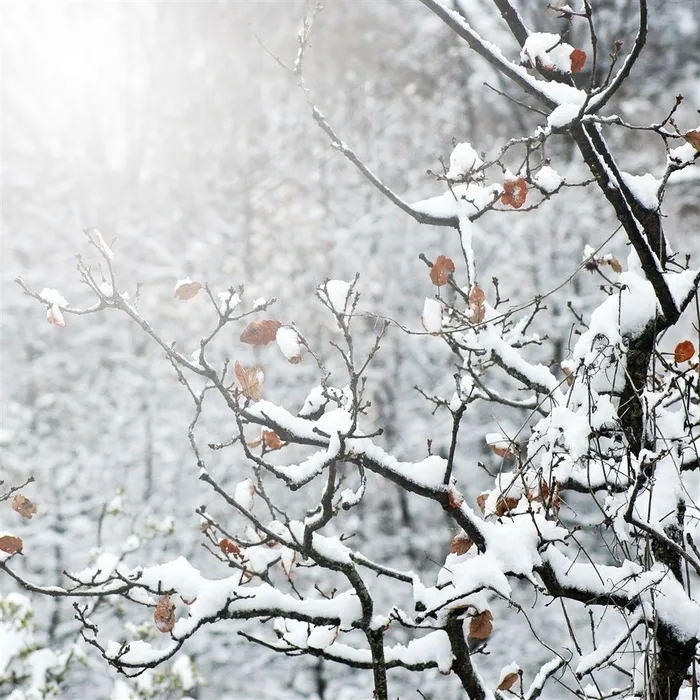 下雪的冬天图片