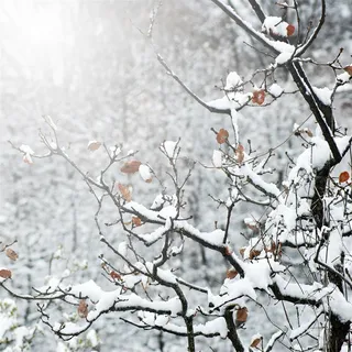 下雪的冬天图片 下雪的冬天图片