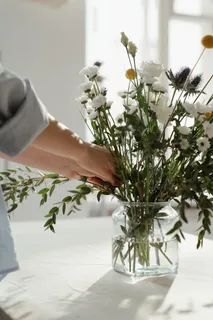 白色纯洁雏菊摄影素材