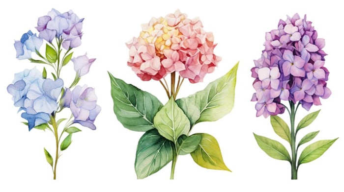 花束鲜花绣球植物插画免抠