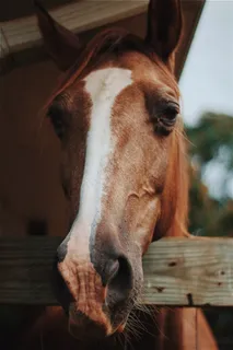 栅栏里的骏马 栅栏里的骏马