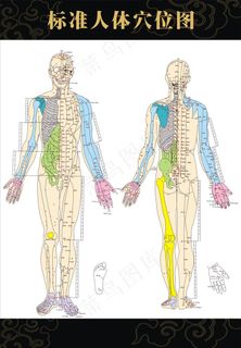人体结构穴位图
