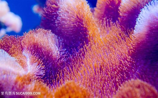漂亮紫色珊瑚特写高清图片