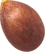 03_Apple Seed