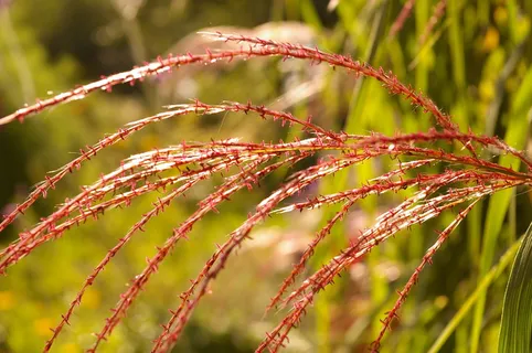 野生芦苇图片 野生芦苇图片