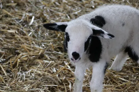 可爱小羔羊图片