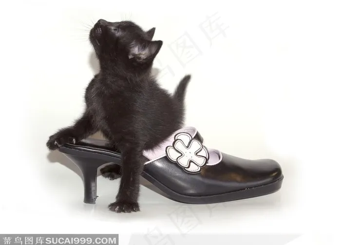 趴在高跟鞋上的小黑猫
