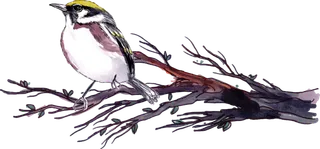 简约风手绘素描动画小鸟鸟儿免扣PNG图片素材 (60)