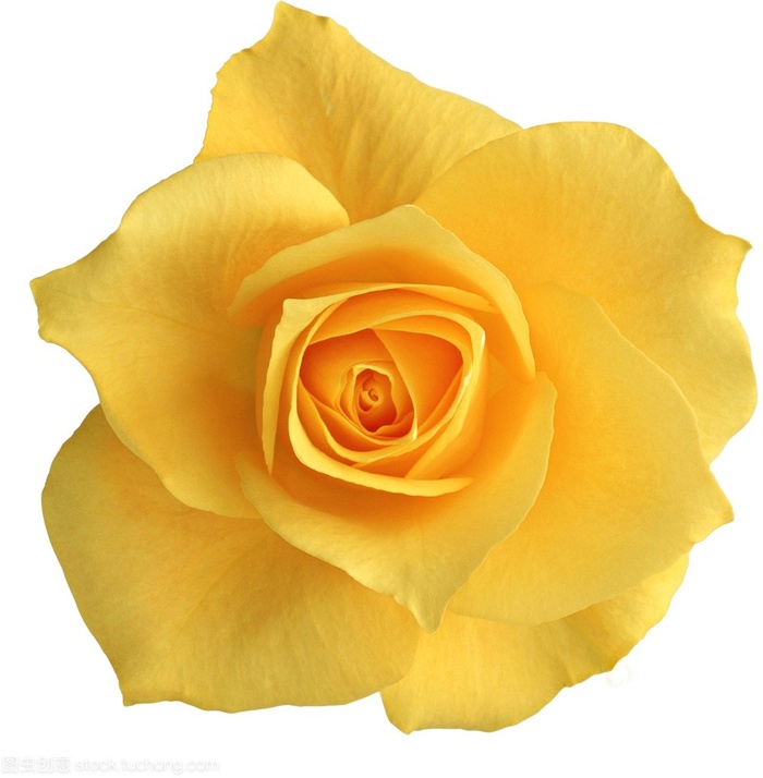 花朵玫瑰 爱情七夕