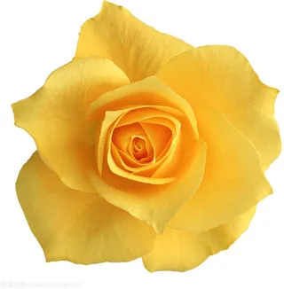 花朵玫瑰 爱情七夕