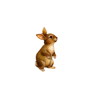 小灰兔张望兔年