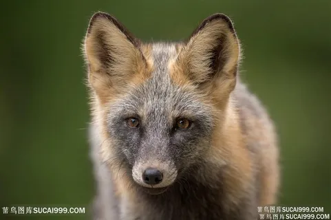 野生动物呆萌狐狸图片