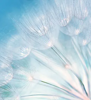 蒲公英唯美图片下载